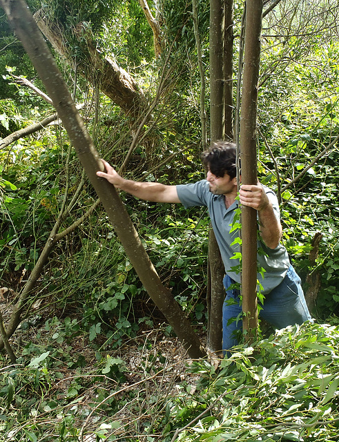 Eros removing the trees