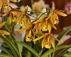 Potinara Hoku Gem – National Arboretum, Washington D.C.