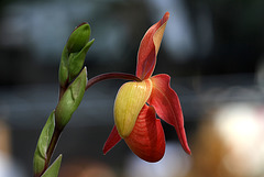 Phragmipedium Eric Young