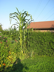 Mais (Zea mays)