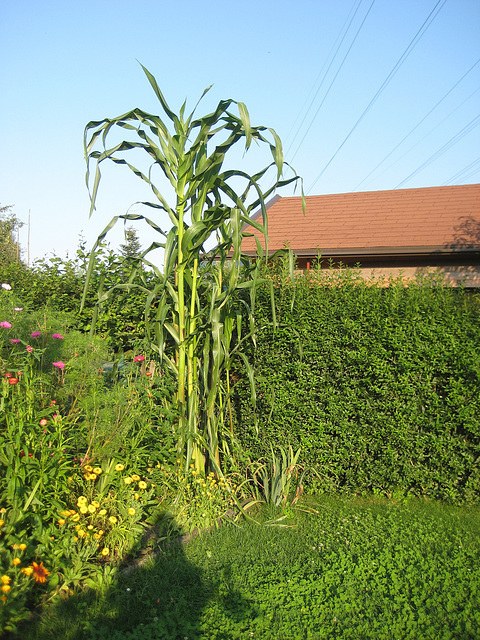 Mais (Zea mays)