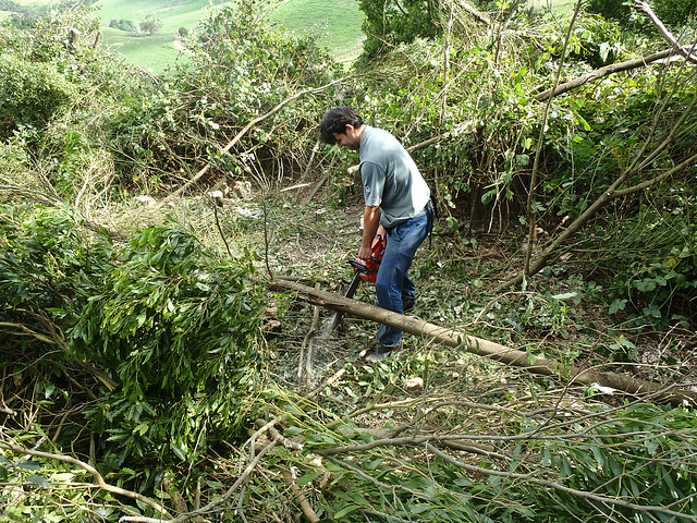 Eros removing the trees