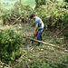 Eros removing the trees