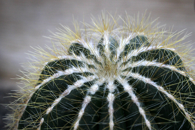 Parodia magnifica