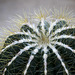 Parodia magnifica