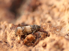 Piniphila bifasciana