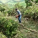 Eros removing the trees