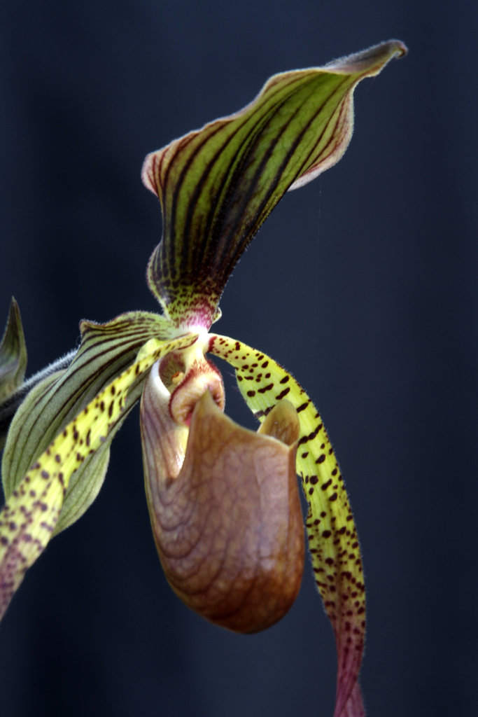 Paphiopedilum Low Hum