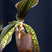 Paphiopedilum Low Hum