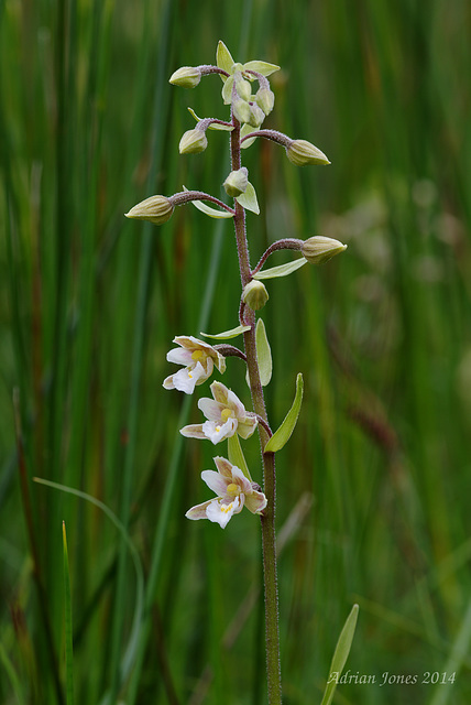 Marsh Helleborine (Epipactis palustris)