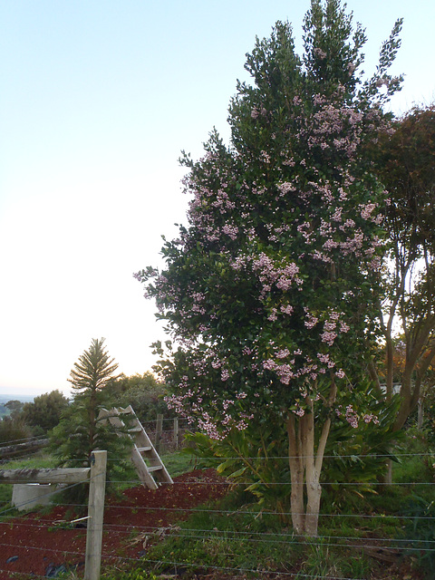 lilly pilly tree in fruit