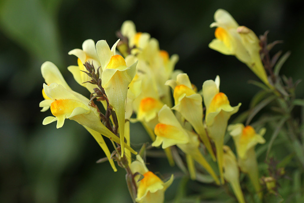 Common Toadflax