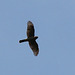 Sparrow Hawk