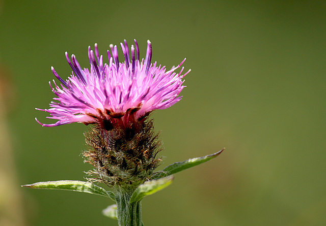 Common Knapweed