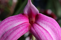 Masdevallia Ziegler's Love