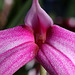 Masdevallia Ziegler's Love