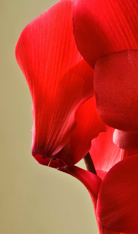 cyclamen-profile