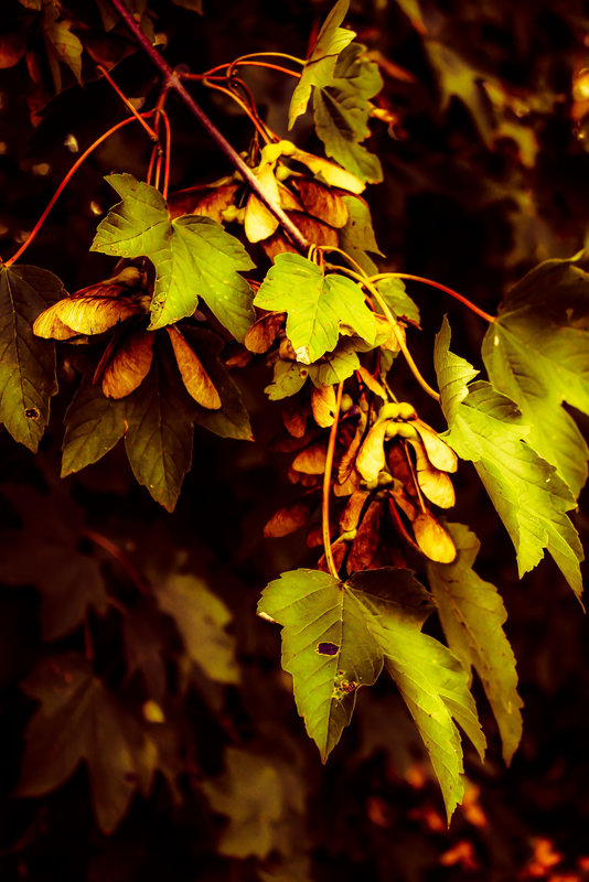 Leaves