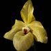 Paphiopedilum Norito Hasegawa