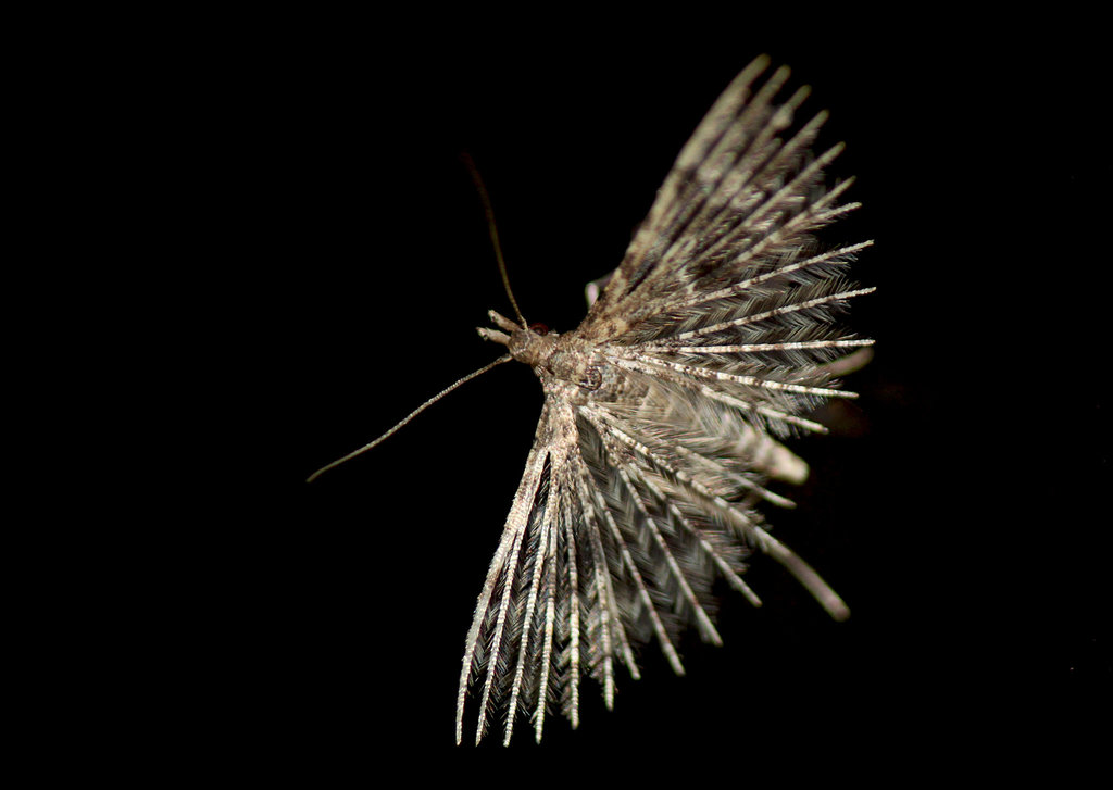 Twenty-plume Moth