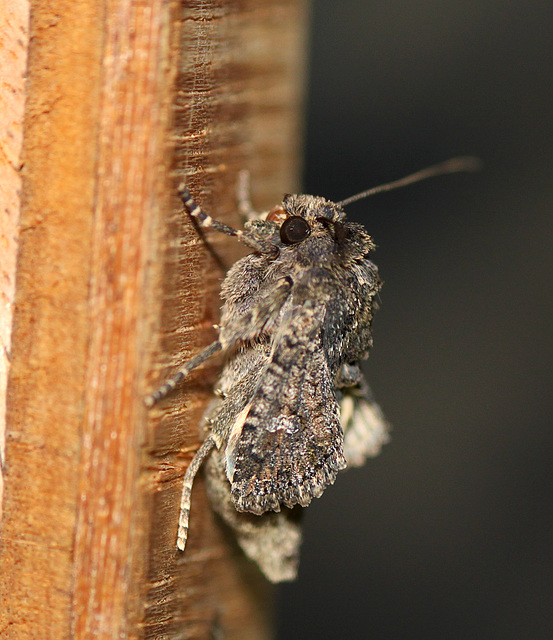 Newly Emerged Cabbage Moth