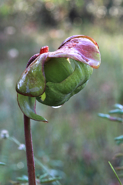 Sarracenia purpurea