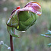 Sarracenia purpurea