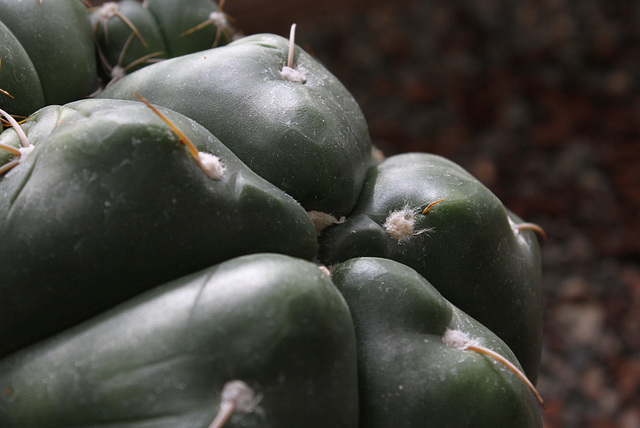 Cactus Forms and Shapes