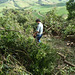 Eros removing the trees