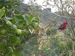 winter rosellas