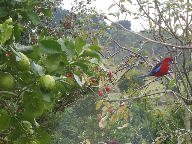 winter rosellas