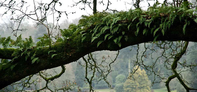 tree ferns