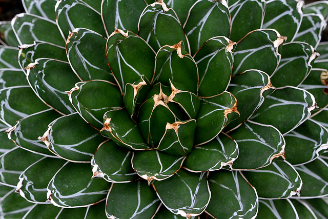 Agave victoria-reginae