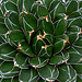 Agave victoria-reginae