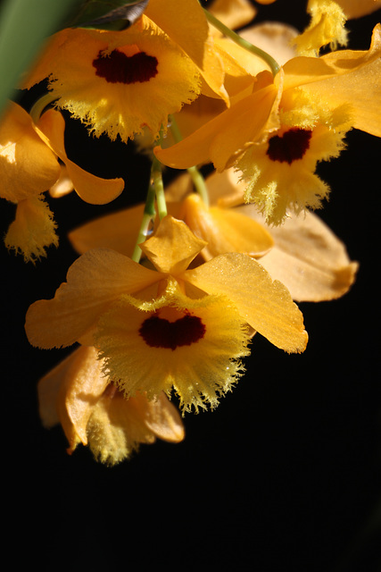 Dendrobium fimbriatum var. occulatum