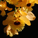 Dendrobium fimbriatum var. occulatum