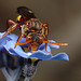 Nomada Bee