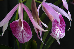 Brassocattleya Morning Glory