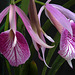 Brassocattleya Morning Glory