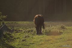 Sun and Spring grass...