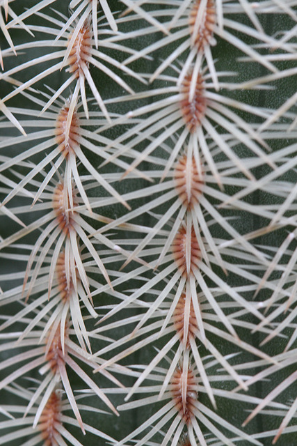 Echinocereus pectinatus