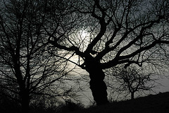 Tree in Greenwich Park