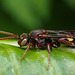 Nomada Bee