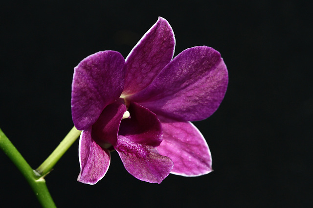 Dendrobium Thani Blue