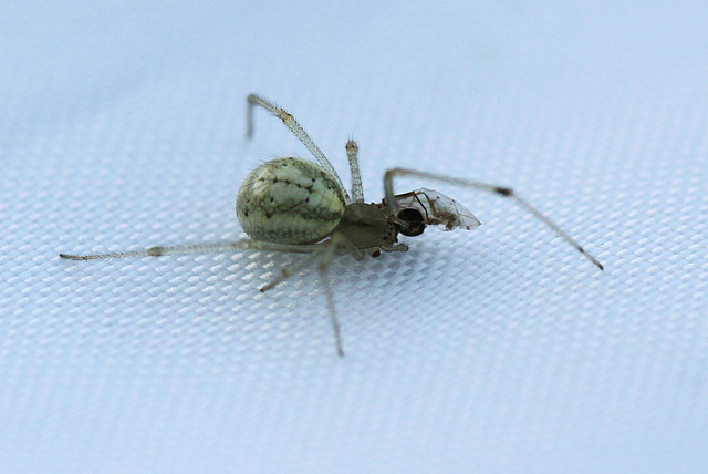 Enoplognatha ovata