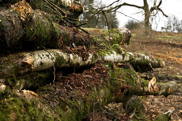 wood pile