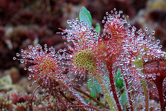 Drosera rotundifolia