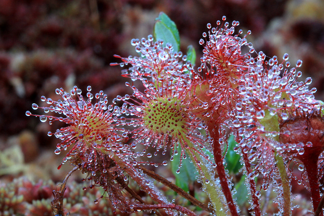 Drosera rotundifolia