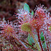 Drosera rotundifolia