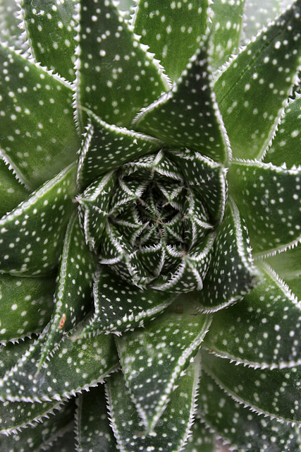 Aloe aristata